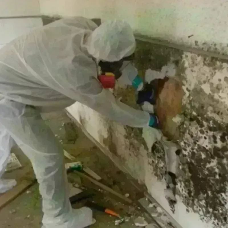 Mold Remediation and Removal in Pelham, GA